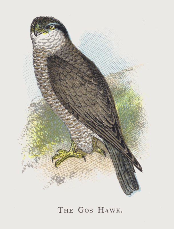 Gos Hawk 作者 亚历山大·弗朗西斯·莱登