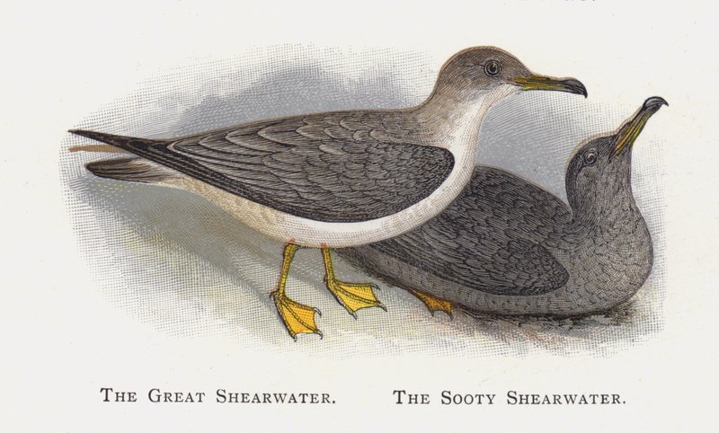 The Great Shearwater，The Sooty Shearwater 作者 亚历山大·弗朗西斯·莱登