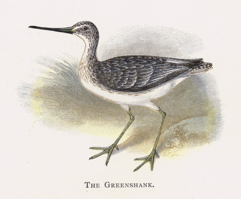Greenshank 作者 亚历山大·弗朗西斯·莱登