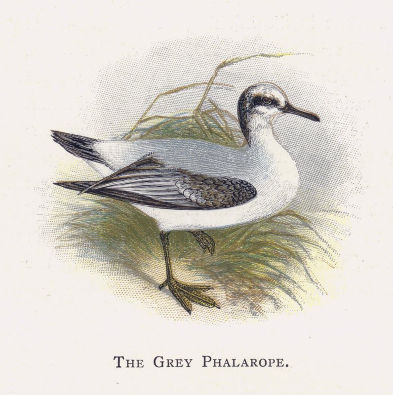 灰色Phalarope 作者 亚历山大·弗朗西斯·莱登