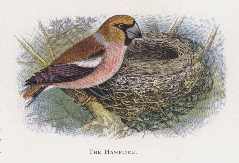 Hawfinch 作者 亚历山大·弗朗西斯·莱登