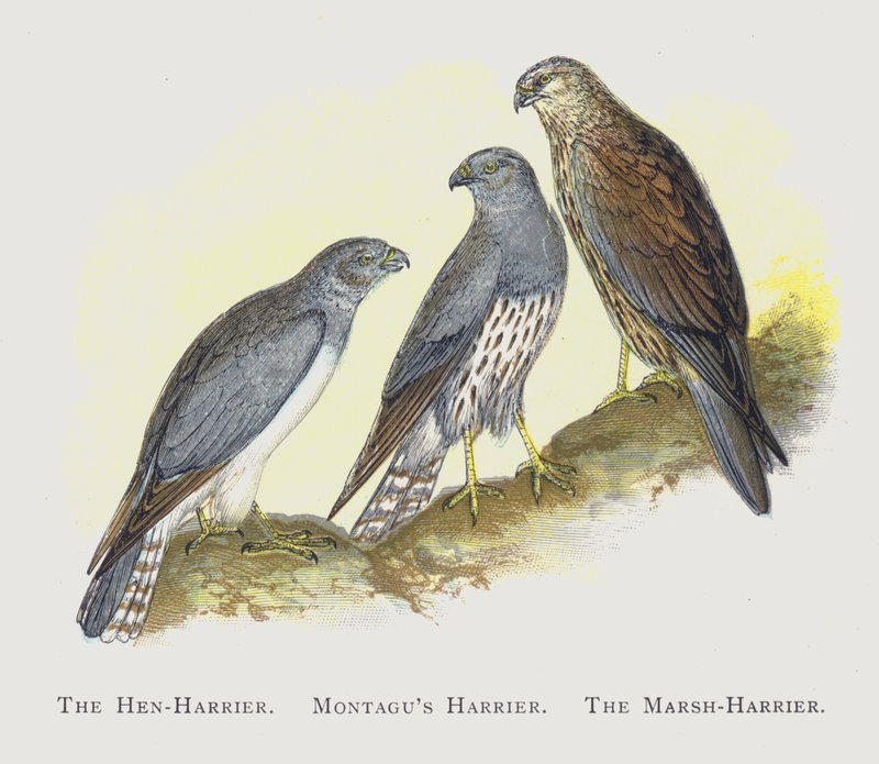 Hen-Harrier，Montagus Harrier，The Marsh-Harrier 作者 亚历山大·弗朗西斯·莱登