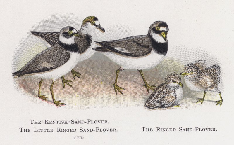 Kentish Sand-Plover，The Little Ringed Sand-Plover，The Ringed Sand-Plover 作者 亚历山大·弗朗西斯·莱登