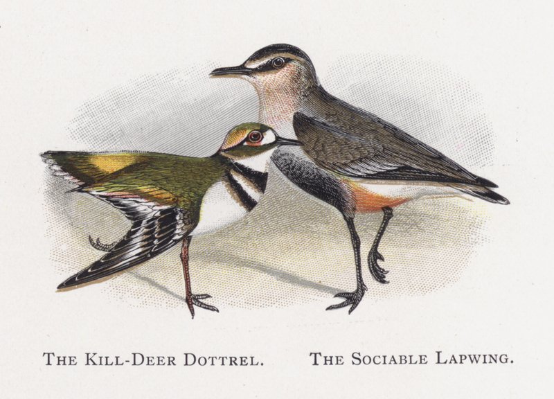 Kill-Deer Dottrel，The Sociable Lapwing 作者 亚历山大·弗朗西斯·莱登