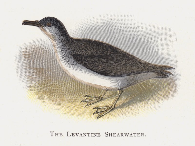 Levantine Shearwater 作者 亚历山大·弗朗西斯·莱登