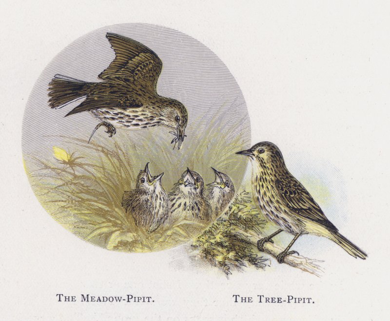 The Meadow-Pipit，The Tree-Pipit 作者 亚历山大·弗朗西斯·莱登