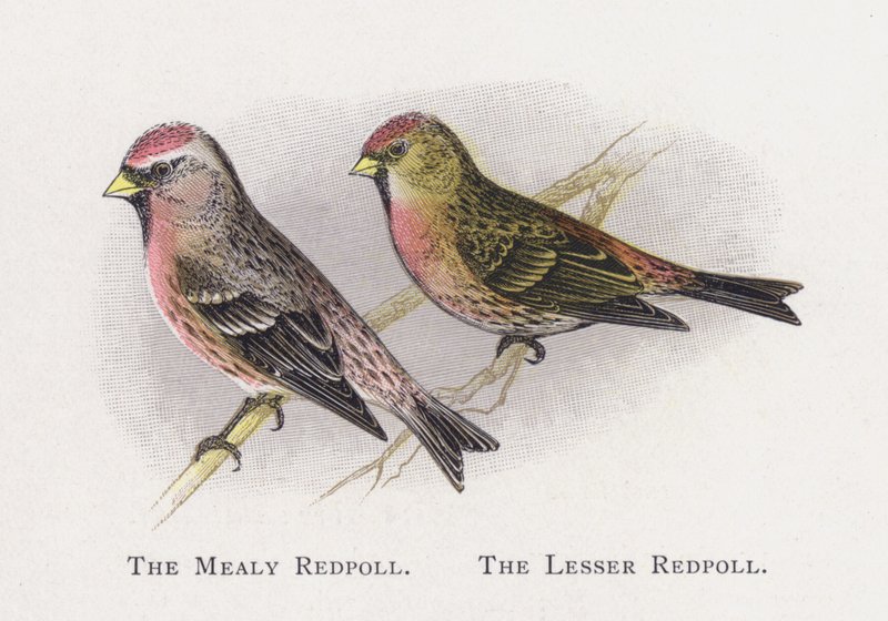 Mealy Redpoll，The Little Redpoll 作者 亚历山大·弗朗西斯·莱登