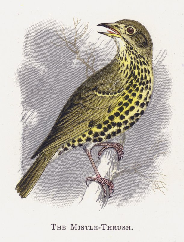 Mistle-Thrush 作者 亚历山大·弗朗西斯·莱登