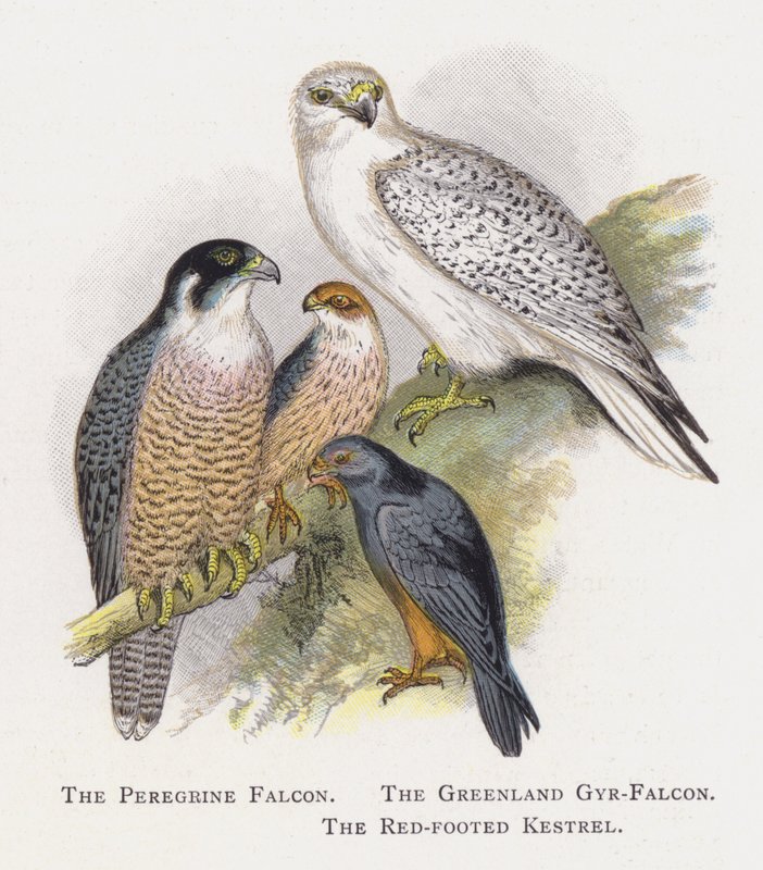 游隼，格陵兰Gyr-Falcon，红脚红隼 作者 亚历山大·弗朗西斯·莱登