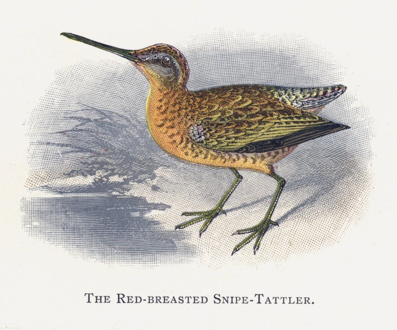 Red-breasted Snipe-Tattler 作者 亚历山大·弗朗西斯·莱登
