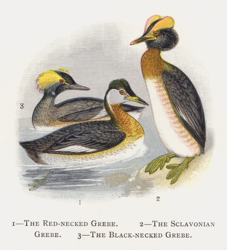 红颈Gre ,, Sclavonian Grebe，黑颈Gre .. 作者 亚历山大·弗朗西斯·莱登