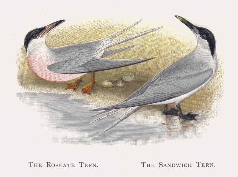 Roseate Tern，三明治燕鸥 作者 亚历山大·弗朗西斯·莱登
