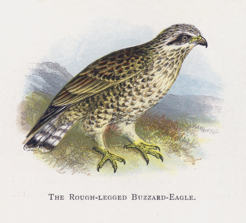 粗腿的Buzzard-Eagle 作者 亚历山大·弗朗西斯·莱登