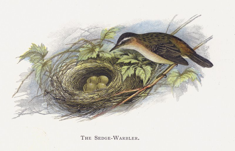 Sedge-Warbler 作者 亚历山大·弗朗西斯·莱登