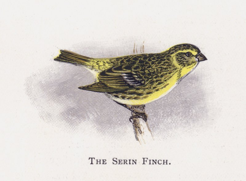 Serin Finch 作者 亚历山大·弗朗西斯·莱登