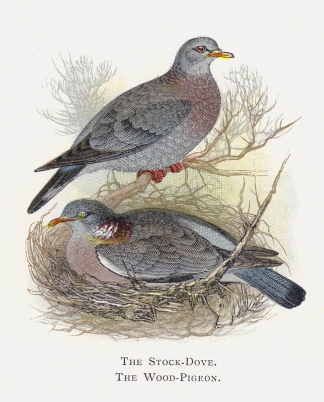 The Stock-Dove，The Wood-Pigeon 作者 亚历山大·弗朗西斯·莱登