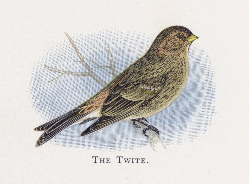 Twite 作者 亚历山大·弗朗西斯·莱登