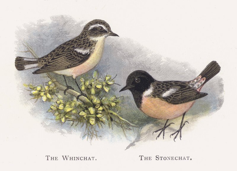 Whinchat，The Stonechat 作者 亚历山大·弗朗西斯·莱登