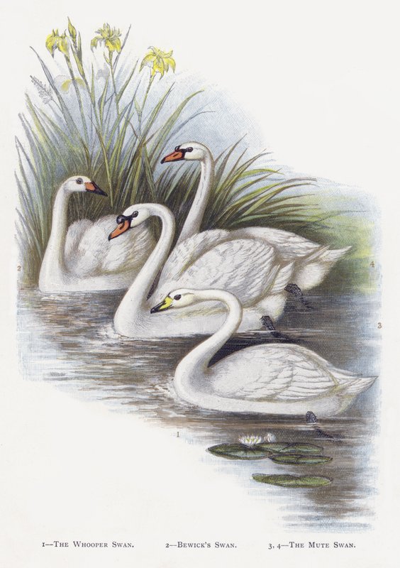 大天鹅，Bewicks Swan，疣鼻天鹅 作者 亚历山大·弗朗西斯·莱登