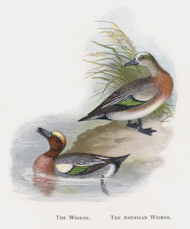 Wigeon，美国Wigeon 作者 亚历山大·弗朗西斯·莱登