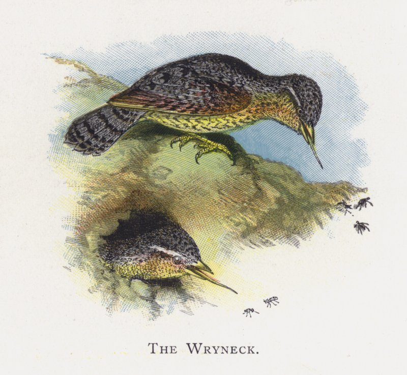 Wryneck 作者 亚历山大·弗朗西斯·莱登