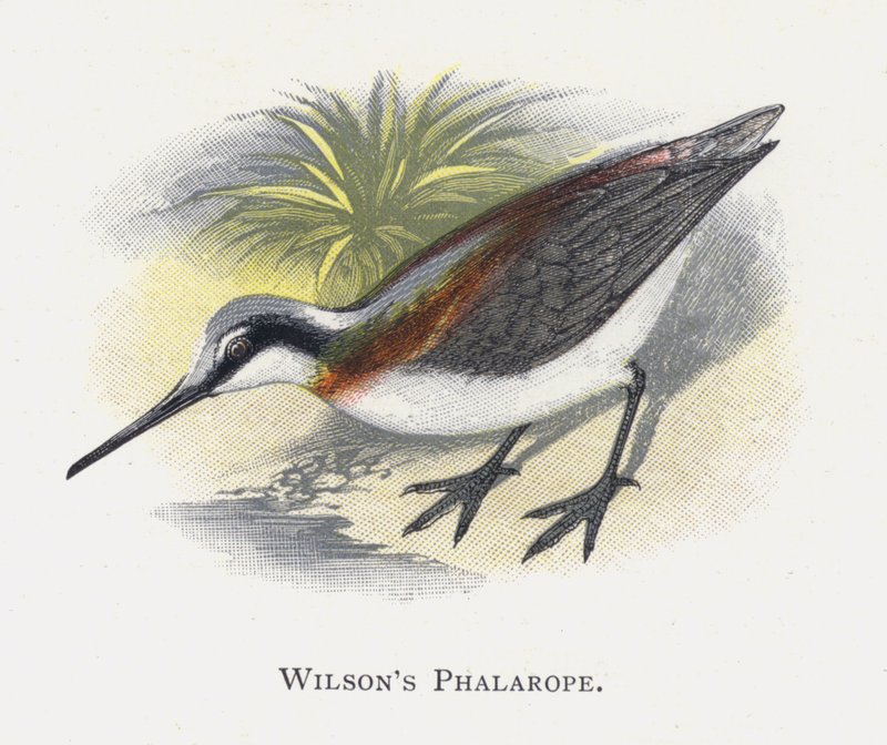 Wilsons Phalarope 作者 亚历山大·弗朗西斯·莱登