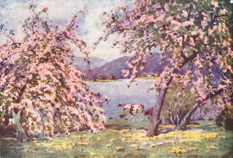 湖区：埃斯特怀特水域，苹果花（彩色石版画） 作者 阿尔弗雷德·希顿·库珀