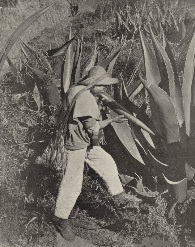 墨西哥 Pulque Gatherer（黑白照片） 作者 美国摄影师（后）