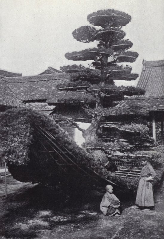 A pine-tree trained into the shape of a boat (b/w photo) 作者 美国摄影师（后）