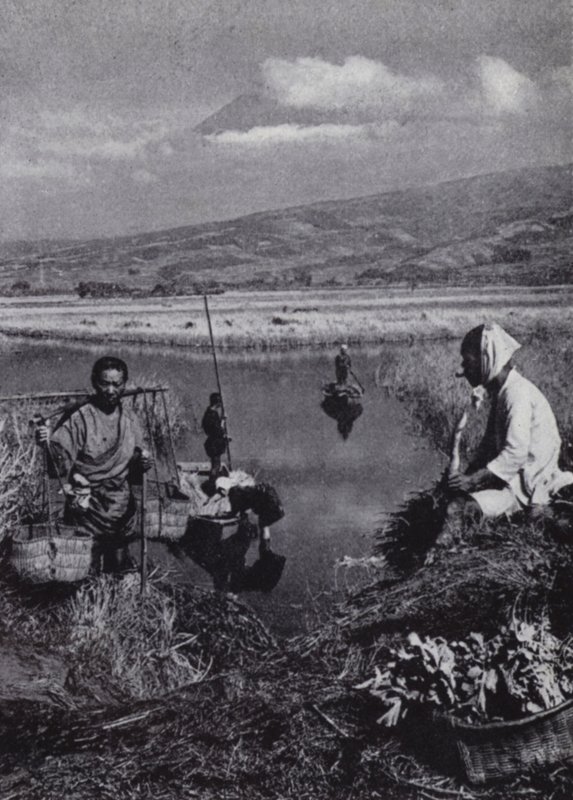 Peasants gathering rushes in the great vegetable distirct of Suzukawa (b/w photo) 作者 美国摄影师（后）