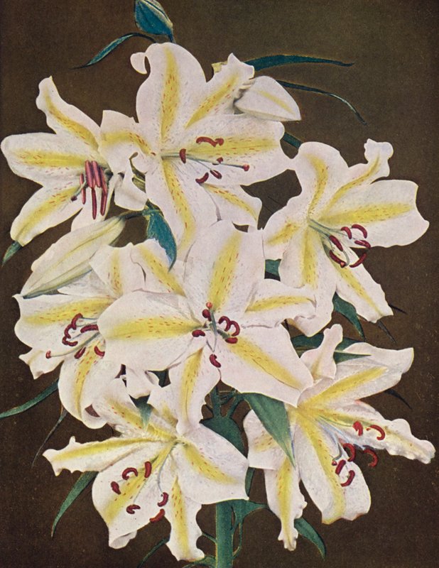 百合花百合花（彩色照片） 作者 美国摄影师