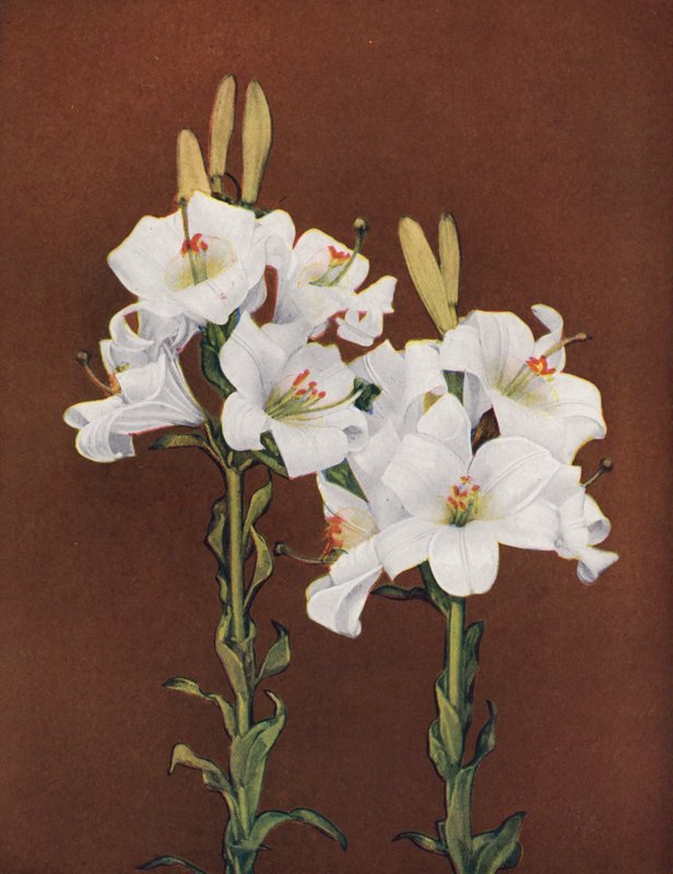 百合花百合花（彩色照片） 作者 美国摄影师