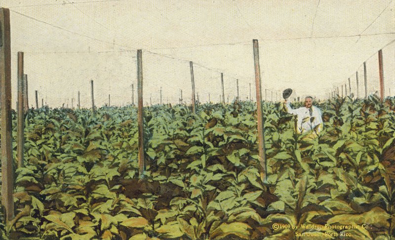 波多黎各/波多黎各：波多黎各在帆布下种植烟草（彩色照片） 作者 美国摄影师
