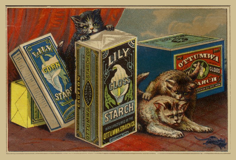 寻找在淀粉小包中的老鼠的猫 作者 美国学校