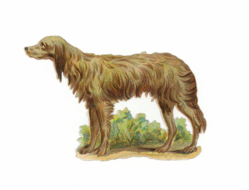 爱尔兰猎狼犬 作者 美国学校