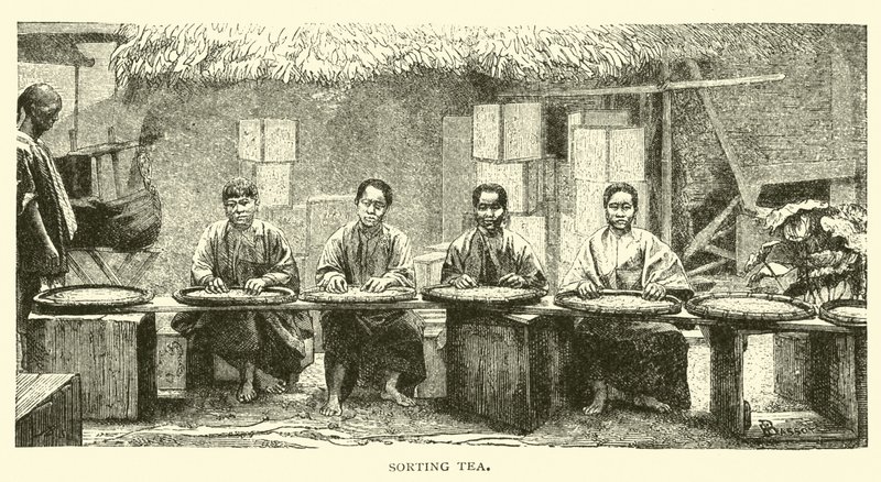 排序茶 作者 美国学校