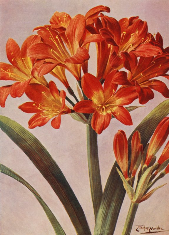 Clivia Miniata，长期以来被称为 Imantophyllum Miniatum（彩色石版）。 作者 安吉洛·费尔法克斯·穆克利