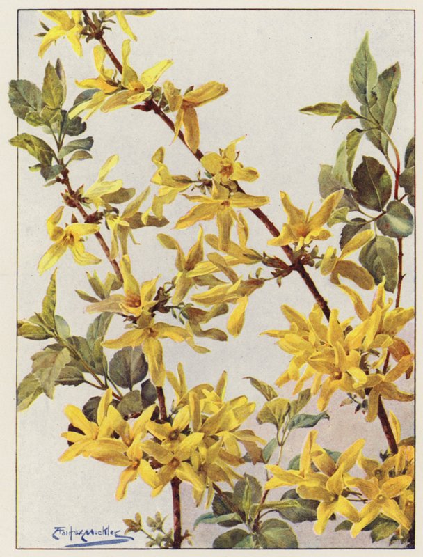 连翘（Forsythia Suspensa），一种优良的早春灌木（彩色石版）。 作者 安吉洛·费尔法克斯·穆克利