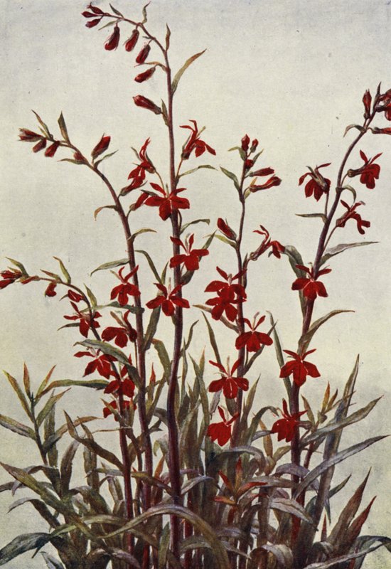 龙柏红雀（彩色石版画） 作者 安吉洛·费尔法克斯·穆克利