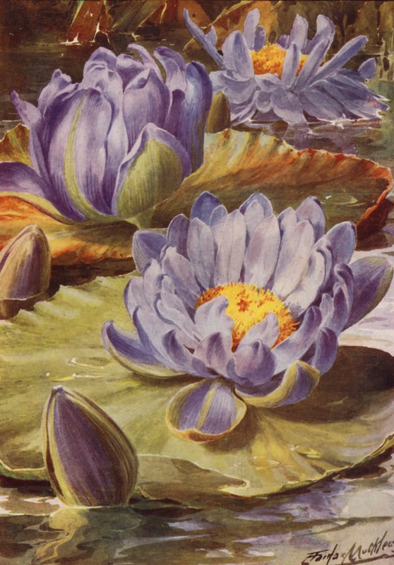 Nymphea Gigantea Hudsonii，华丽的蓝色睡莲（彩色石版画） 作者 安吉洛·费尔法克斯·穆克利