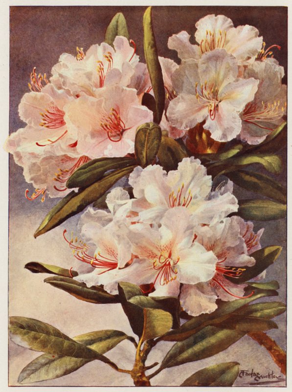 杜鹃花 Rosa Mundi（彩色石版画） 作者 安吉洛·费尔法克斯·穆克利