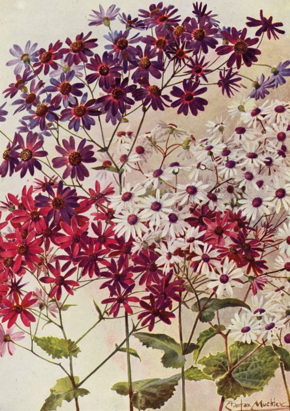 Star Cinerarias（彩色石版印刷） 作者 安吉洛·费尔法克斯·穆克利