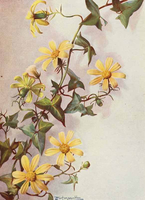 黄角常春藤，Senecio Macroglossus（彩色石版画） 作者 安吉洛·费尔法克斯·穆克利