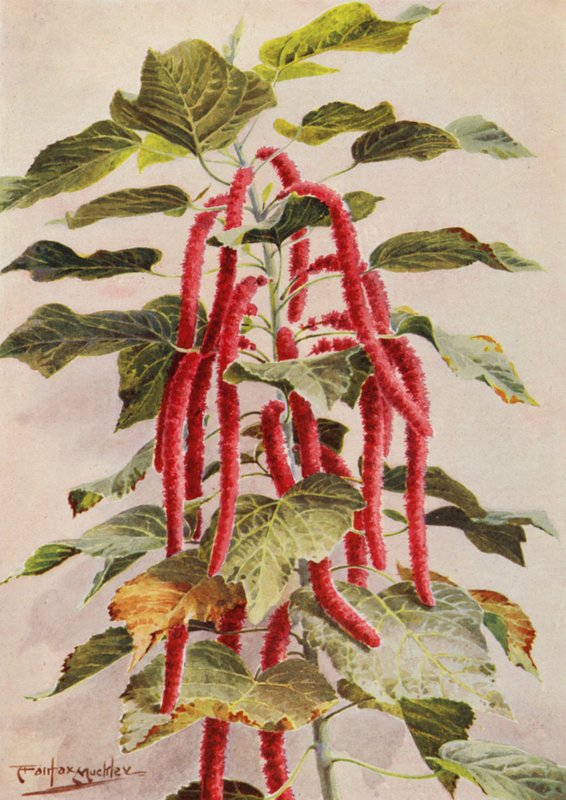 美丽的红尾 Acalypha Hispida，Sanderiana（彩色石版画） 作者 安吉洛·费尔法克斯·穆克利