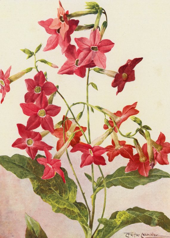 美丽的烟草植物 Nicotiana Sanderae（彩色石版画） 作者 安吉洛·费尔法克斯·穆克利