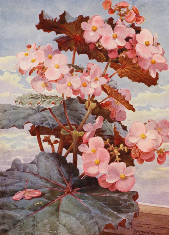 英俊的黑叶秋海棠 Gloire de Sceaux（彩色石版画） 作者 安吉洛·费尔法克斯·穆克利
