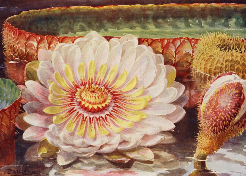 最高贵的水生植物维多利亚（彩色石版画） 作者 安吉洛·费尔法克斯·穆克利