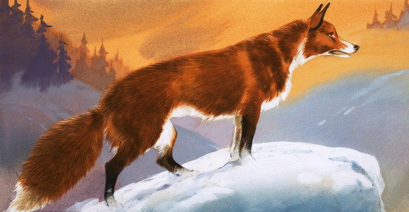 雪中狐狸 作者 安格斯·麦克布莱德
