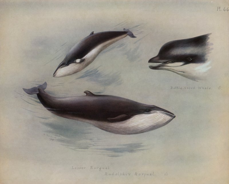 较小的Rorqual，Rudolphis Rorqual，瓶鼻鲸 作者 阿奇博尔德·索伯恩