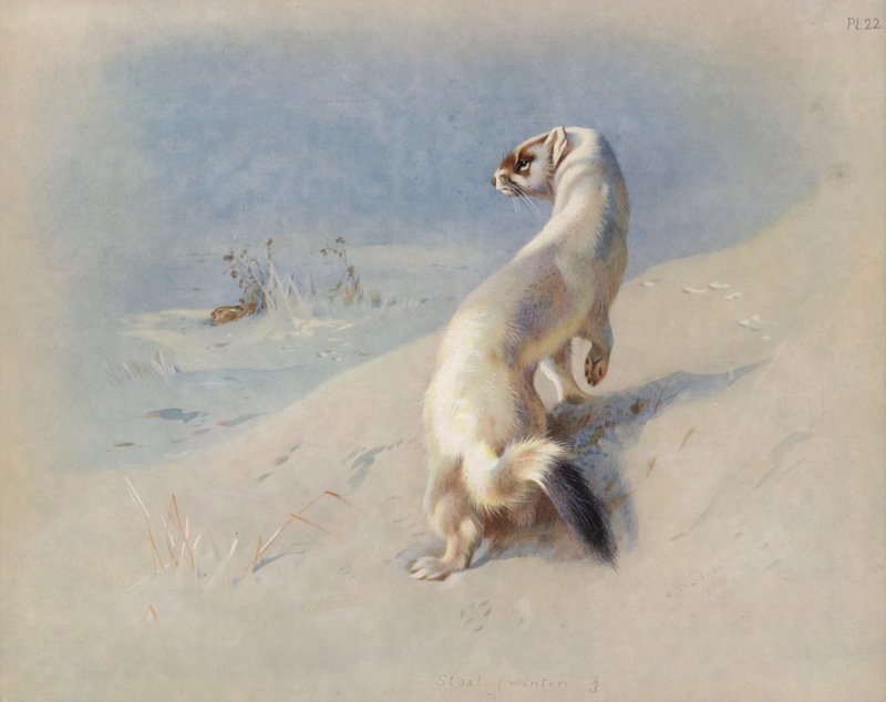 Stoat（冬季） 作者 阿奇博尔德·索伯恩
